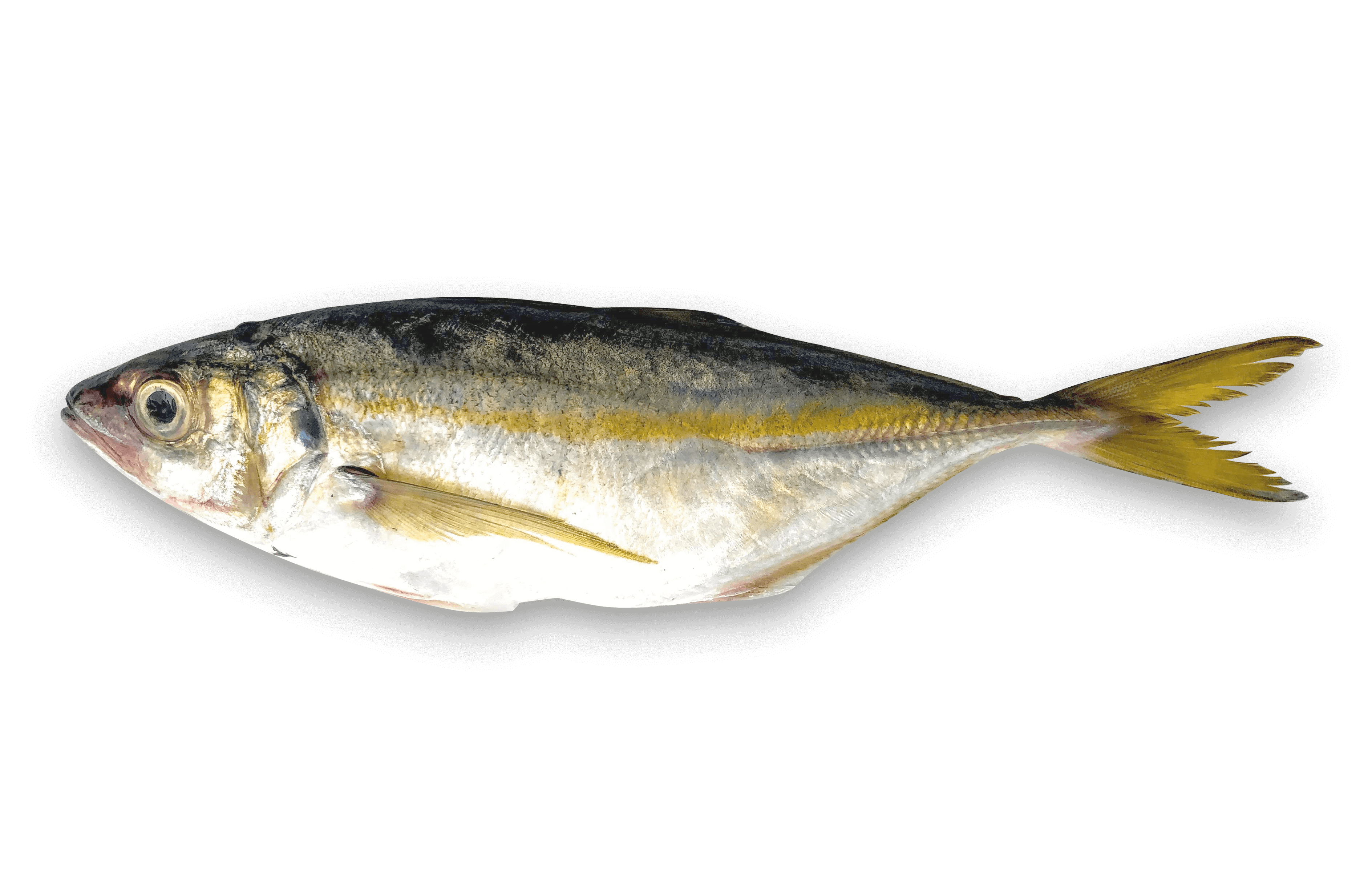 Atlantic Horse Mackerel
